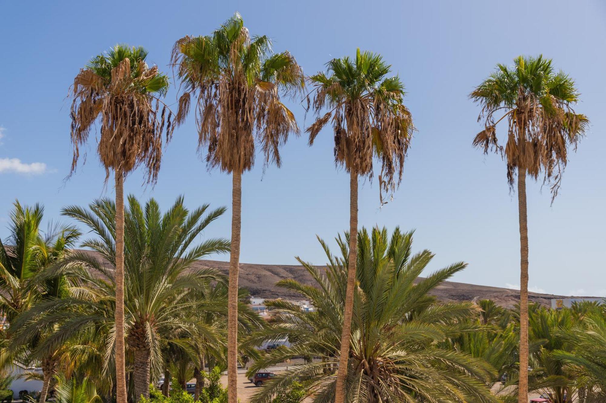 Palm Beach Fuerteventura Tarajalejo Kültér fotó
